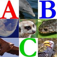Animal Alphabet Streaming